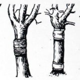 Kako sami napraviti trap pojas za voćke